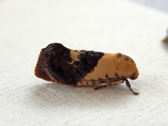 Hypertropha chlaenota