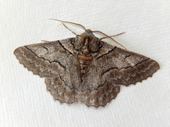 Hypobapta tachyhalotaria