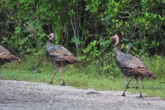 Meleagris gallopavo osceola
