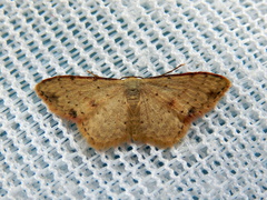 Idaea halmaea