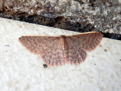 Idaea inversata