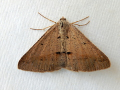 Isturgia penthearia