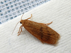 Lambula obliquilinea