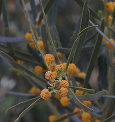 Acacia ligulata