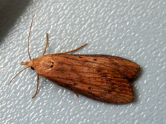 Lamoria idiolepida