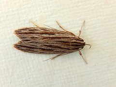 Leistarcha scitissimella