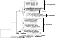Lactarius pseudodelicatus
