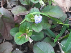 Bonnaya ruelloides
