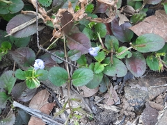 Bonnaya ruelloides