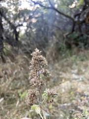 Agastache urticifolia