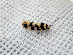 Lichenaula melanoleuca