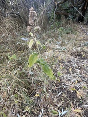 Agastache urticifolia