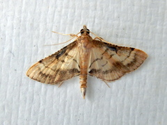Marasmia poeyalis
