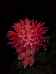 Billbergia pyramidalis