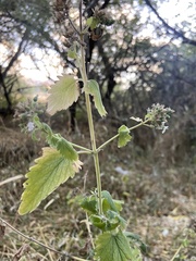Agastache urticifolia