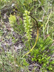 Microtis arenaria