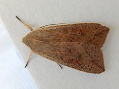 Mythimna convecta