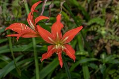Hippeastrum