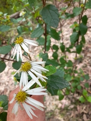 Olearia tomentosa