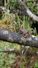 Pristimantis bogotensis