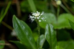 Hydrocotyle leucocephala