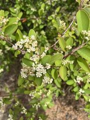 Cotoneaster glaucophyllus