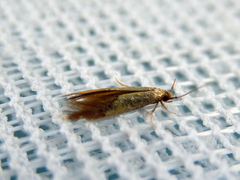 Opogona protodoxa
