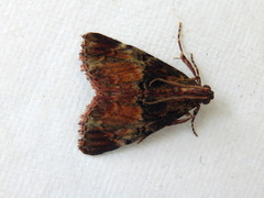 Orthaga thyrisalis