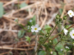 Androsace umbellata