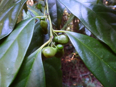 Apodytes brachystylis