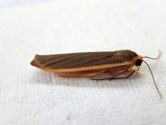 Palaeosia bicosta