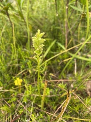 Microtis arenaria