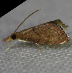 Microcausta flavipunctalis