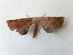 Parepisparis multicolora