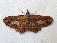 Pasiphilodes testulata