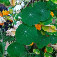 Tropaeolum
