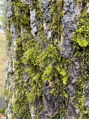 Dendroalsia abietina