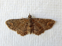 Pasiphilodes testulata