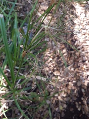 Scirpus microcarpus
