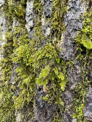 Dendroalsia abietina