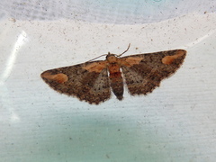 Pasiphilodes testulata