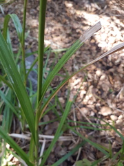 Scirpus microcarpus