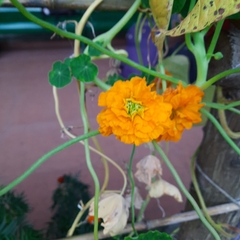 Tropaeolum