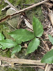 Tetrastigma formosanum