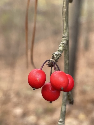 Ilex decidua