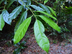Apodytes brachystylis