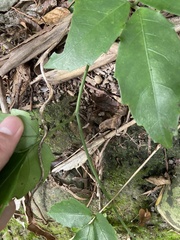 Tetrastigma formosanum