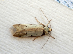 Philobota transversella