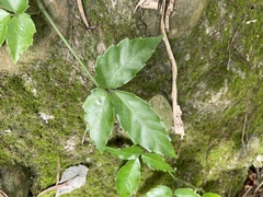 Tetrastigma formosanum