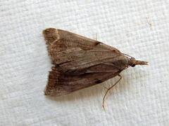 Phrixocomes ophiucha